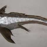 Infine la Chimaera monstrosa. Si tratta di un pesce cartilagineo con i denti sporgenti, il muso corto, gli occhi molto grandi e scuri e una spina velenosa sulla pinna dorsale...(foto di Etrusko25)